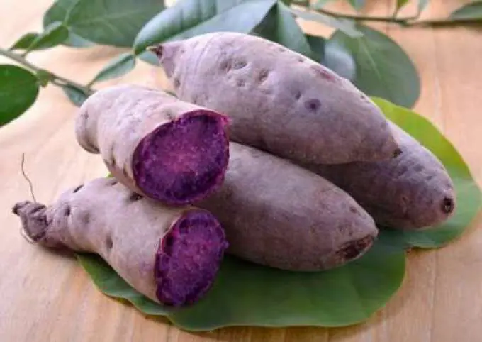 Cara Roxo Cará-roxo: pesquisa potencializa e valoriza cadeia produtiva no ...